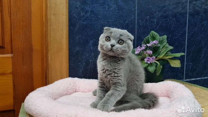 Шотландские вислоухие котята