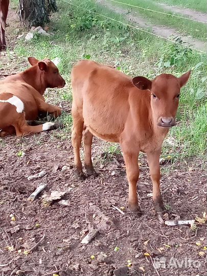 Бычки, телки, корова