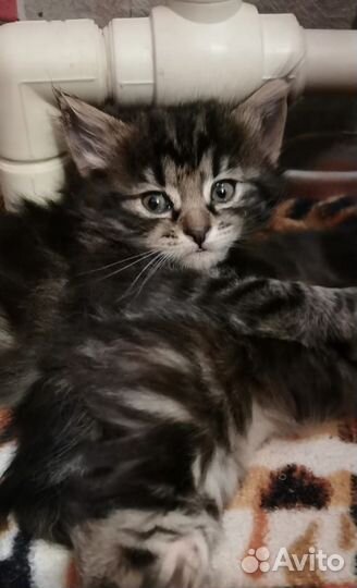 Котята девочки (1.5 мес.)
