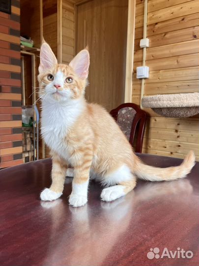 Мейн-кун котик