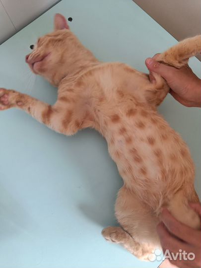 Рыжий котик ищет дом