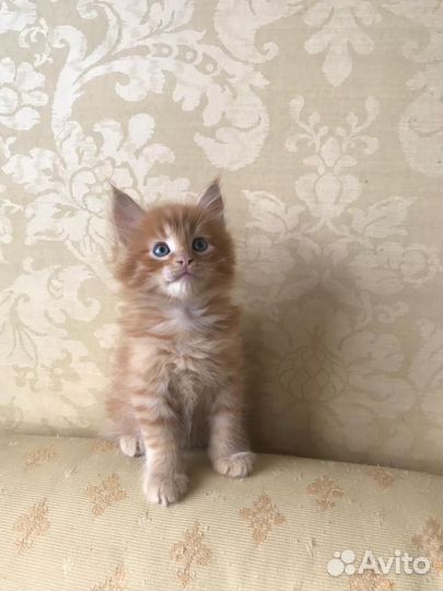 Котята мейн-кун отдам