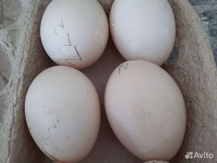 Инкубационное яйцо индоутки