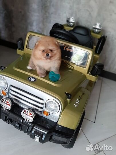 Щенки померанского шпица мишки