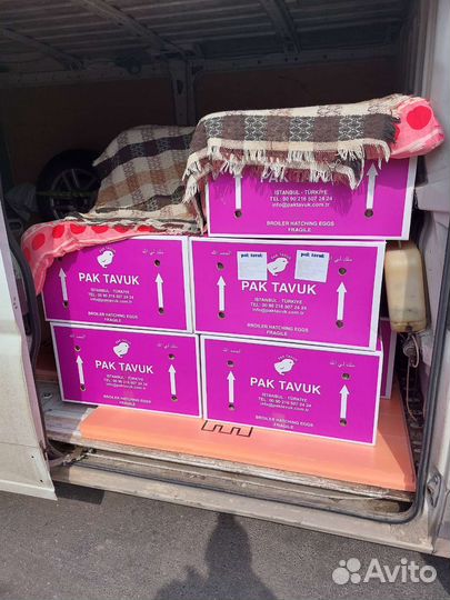 Инкубационное яйцо бройлера Кобб 500