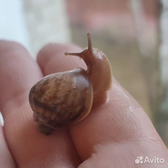 Улитки ахатины бесплатно