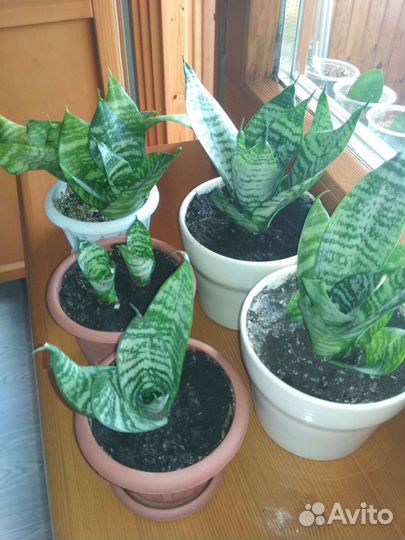 Сансевиерия карликовая