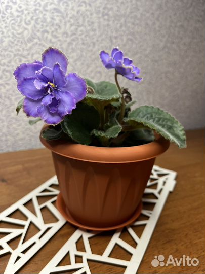 Фиалки листья