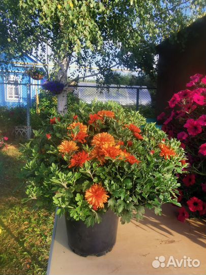 Хризантема корейская в кашпо