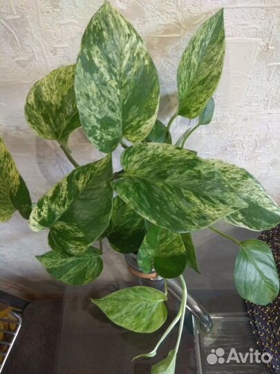 Сциндапсус (Марбл Квин)