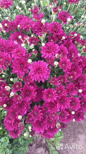 Хризантемы мультифлора