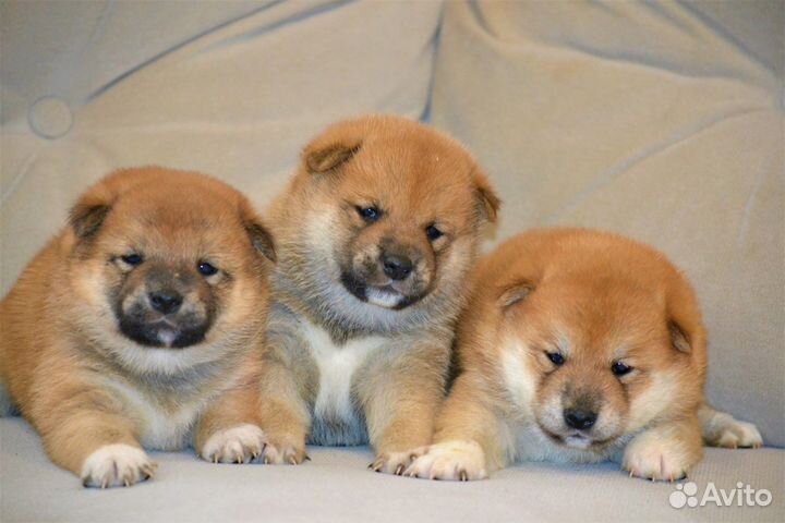 Шиба сиба ину