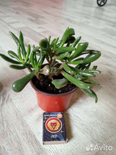 Крассула хоббит