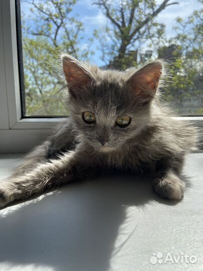 Котенок девочка в добрые руки