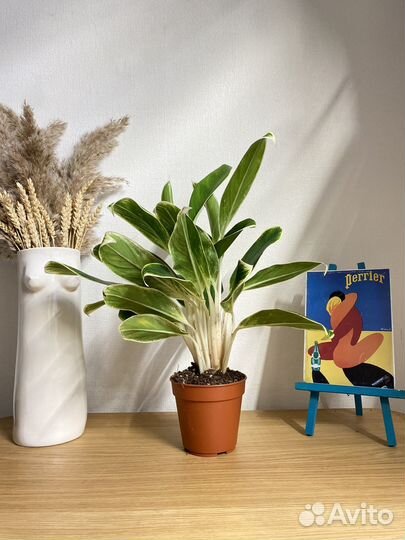 Аглаонема лемон лайм