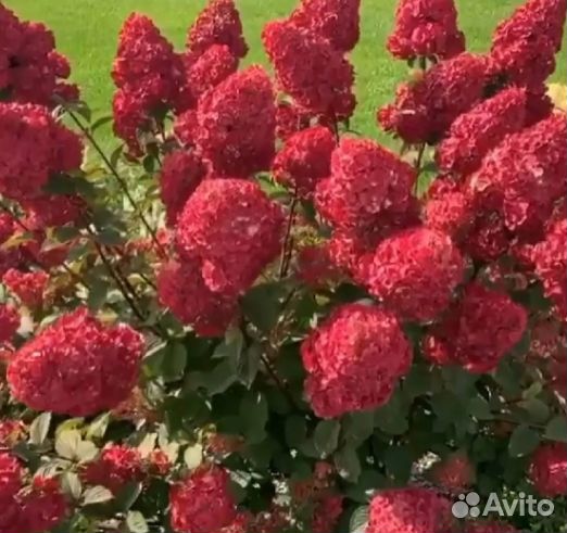 Гортензии метельчатые и крупнолистные