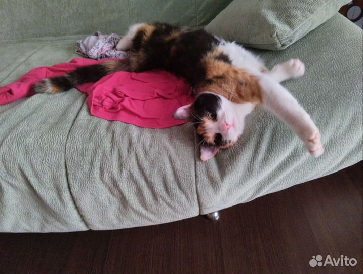 Кошка в дар бесплатно