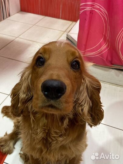 Кокер спаниель