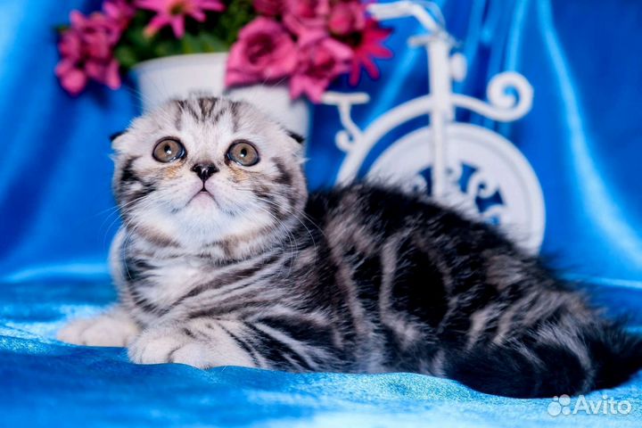 Шотландские вислоухие котята мраморные