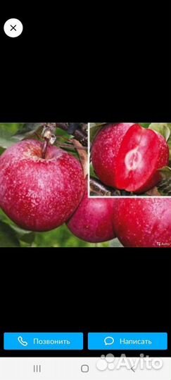 Яблоня Ред Кети