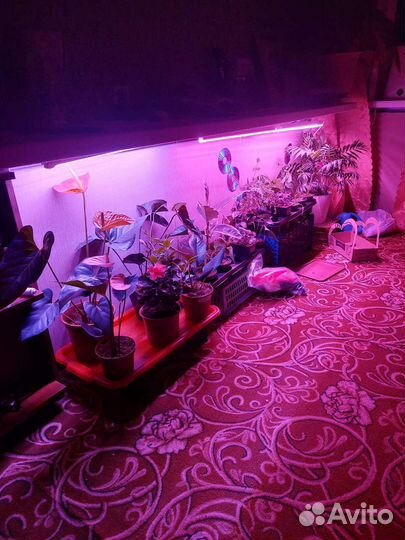 Цветы Комнатные и для сада