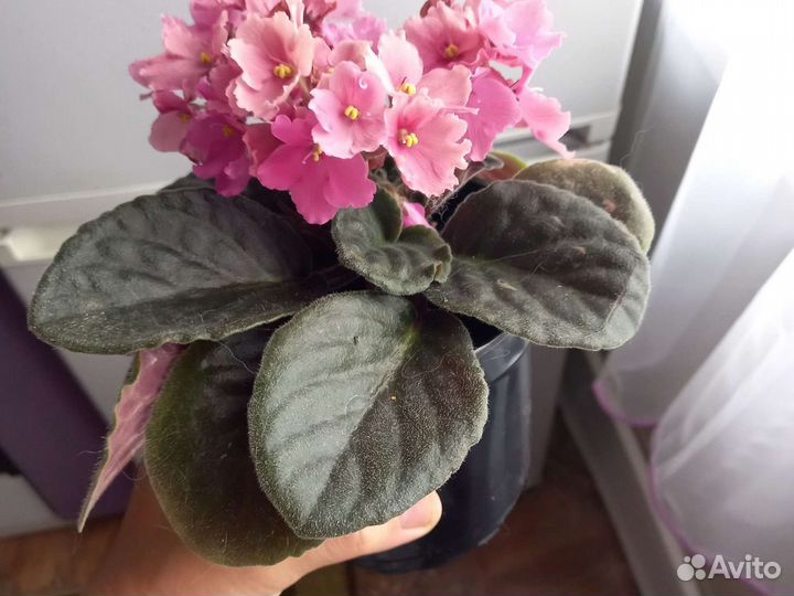 Комнатные цветы