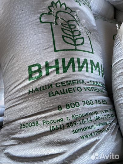 Семена ярового рапса. Рапс яровой