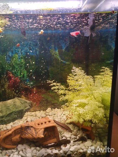 Аквариум с тумбой рыбками и оборудованием