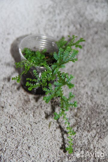 Комнатные растения, подходят так же для флорариума