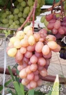 Шахиризада,саженец винограда