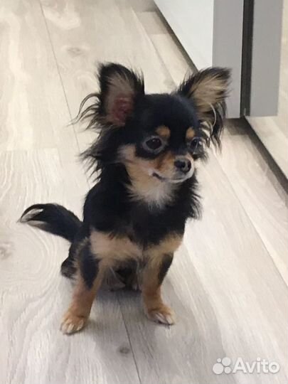 Кинолог, зоопсихолог. Подбор и выбор собаки