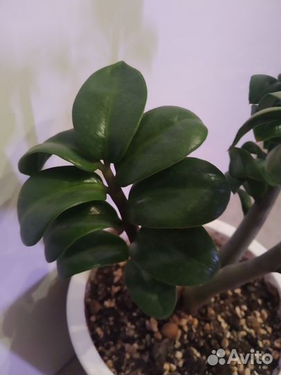 Замиокулькас зензи