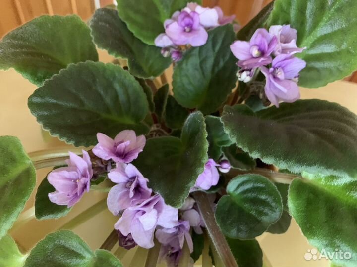 Фиалки цветы