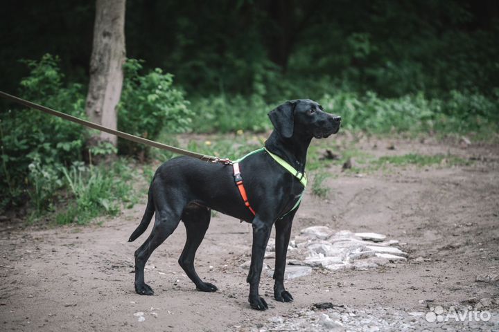 Метис пойнтера Лора в добрые руки