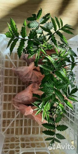 Саженцы тибетской розолистной малины