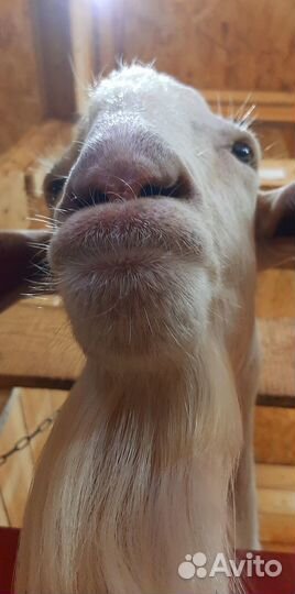 Козел зааненский