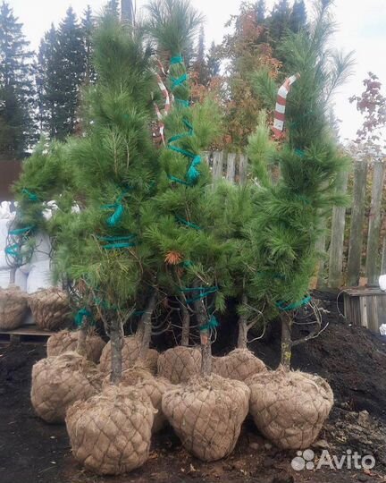 Питомник декоративных растений