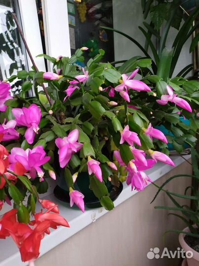 Декабрист шлюмбергера