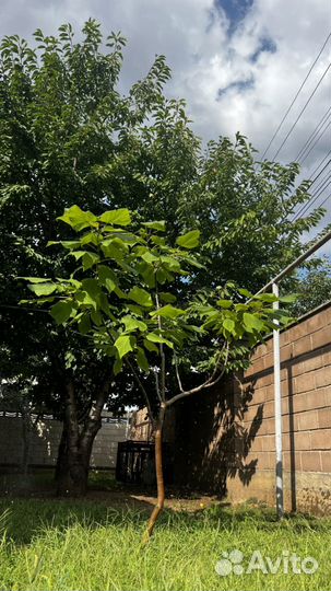 Дерево счастья или прекрасная катальпа