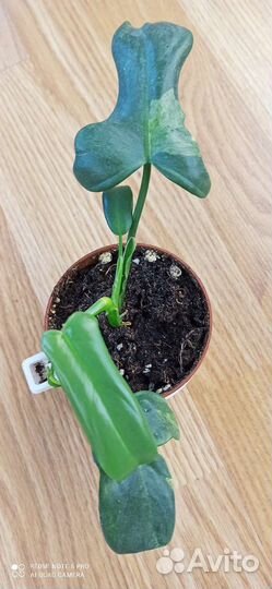 Филодендроны