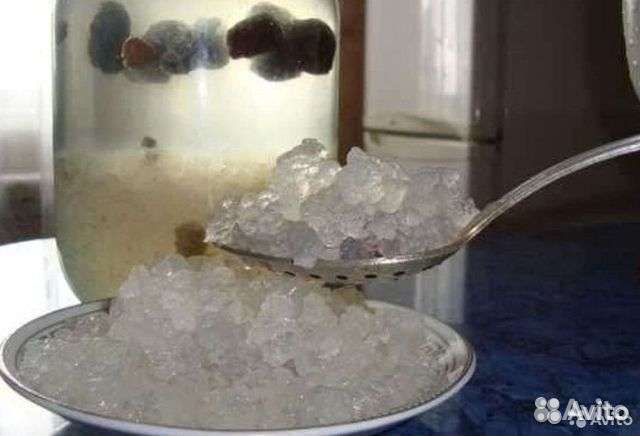 Индийский морской рис (квасной гриб)