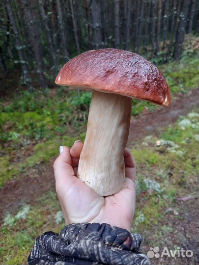 Гриб боровик