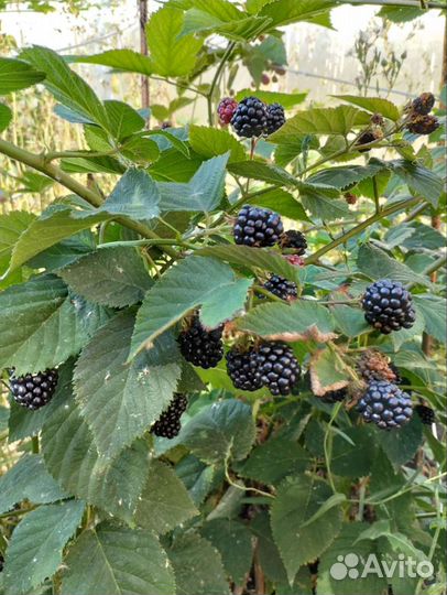 Саженцы ежевики