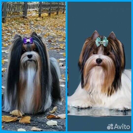 Бивер, Цветной Йорк