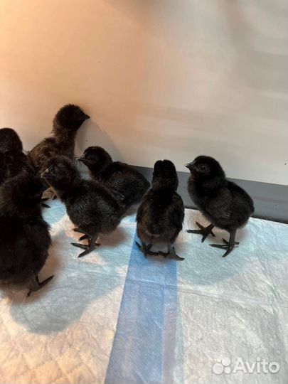 Цыплята падуаны,китайские шелковые и Льюянги