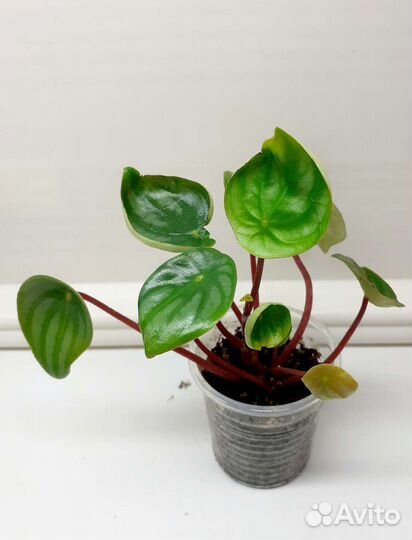 Фикус, бегония, плющ, филодендрон, традесканция