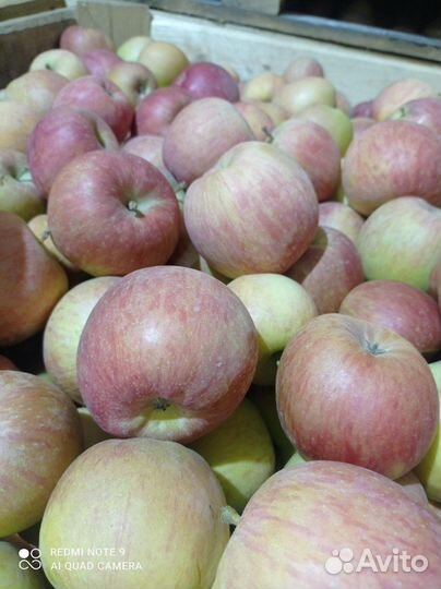 Яблоки фуджи