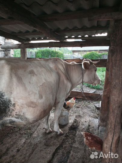 Продаю корову