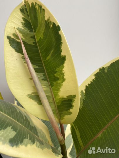 Фикус эластика тинеке