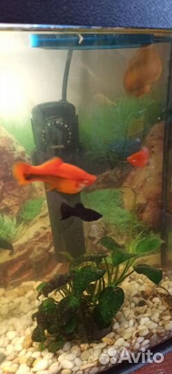 Мальки меченосца